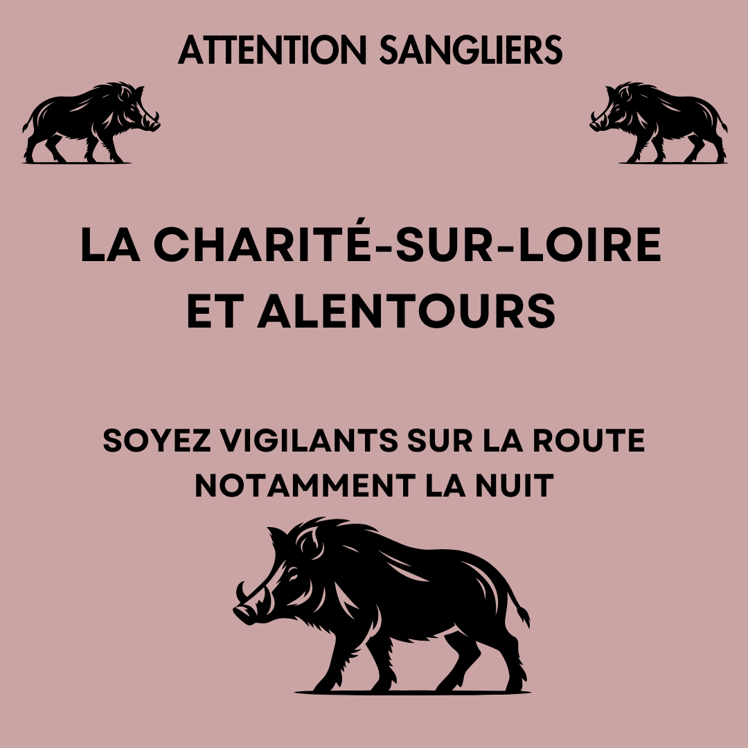 Attention aux sangliers à La Charité-sur-Loire